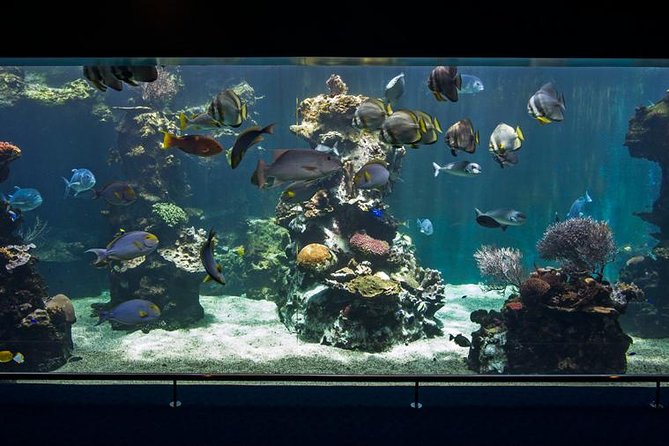 Aquarium Package in Nouméa's with Admission with Hop-on Hop-Off - Why This Makes Sense on a Nouméa Port Day