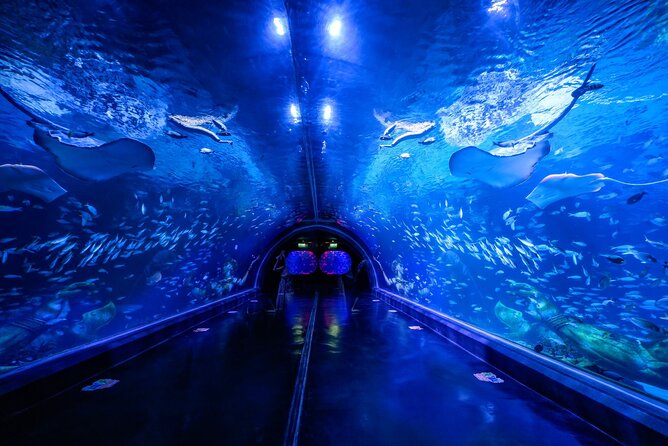 Aquarium Phuket and AR Trick Eye Museum Combo Tickets - Key points at a glance