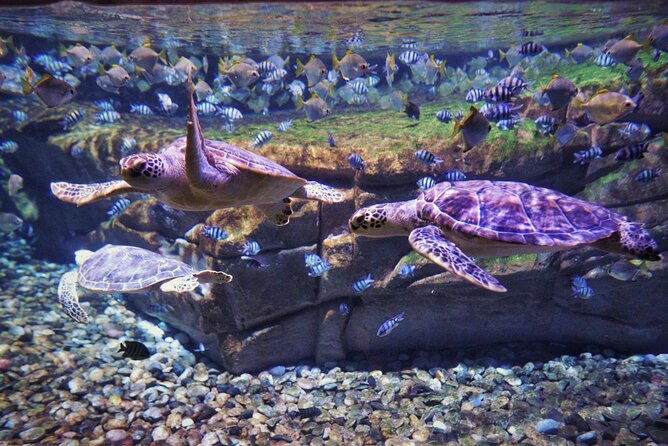 Aquarium Phuket and AR Trick Eye Museum Combo Tickets - How the two attractions work together