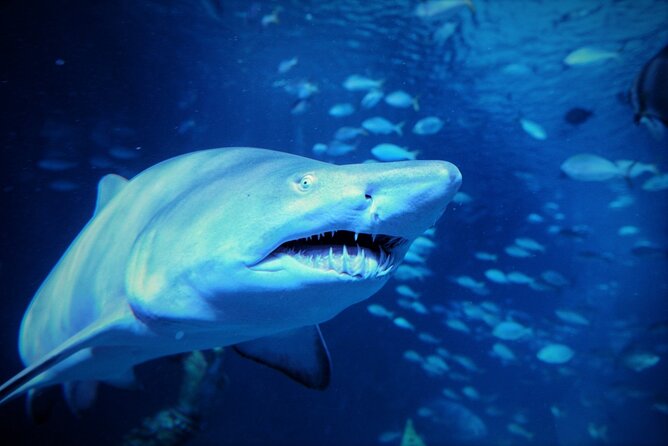 Aquarium Phuket and AR Trick Eye Museum Combo Tickets - What I like most about the experience