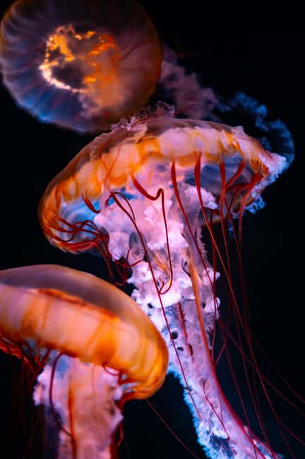 Aquarium & StanleyPark+20 Gem Spots+City/Vip Car+Small Group - Key points to know before booking