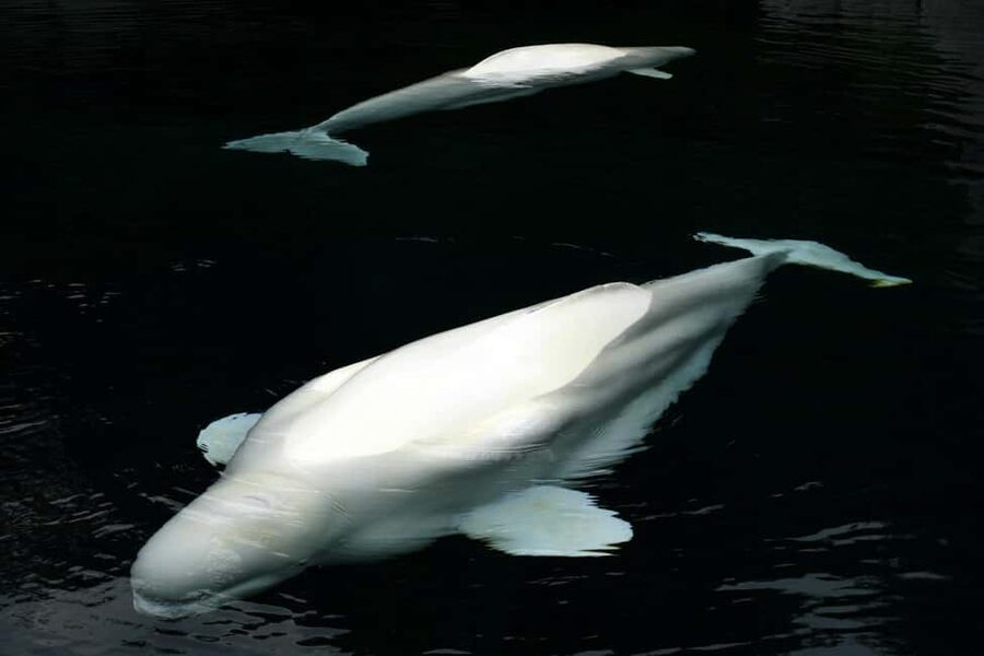 Aquarium & StanleyPark+20 Gem Spots+City/Vip Car+Small Group - The Vancouver Aquarium: 80 minutes of marine life