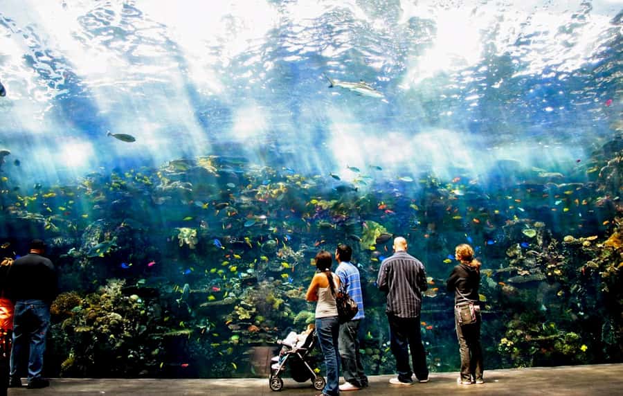 Atlanta: Georgia Aquarium Skip-the-Box-Office Entry Ticket - Key things to know before you go