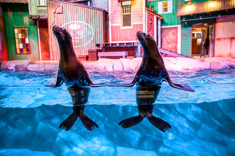 Atlanta: Georgia Aquarium Skip-the-Box-Office Entry Ticket - Eight galleries, with cold oceans and living reefs