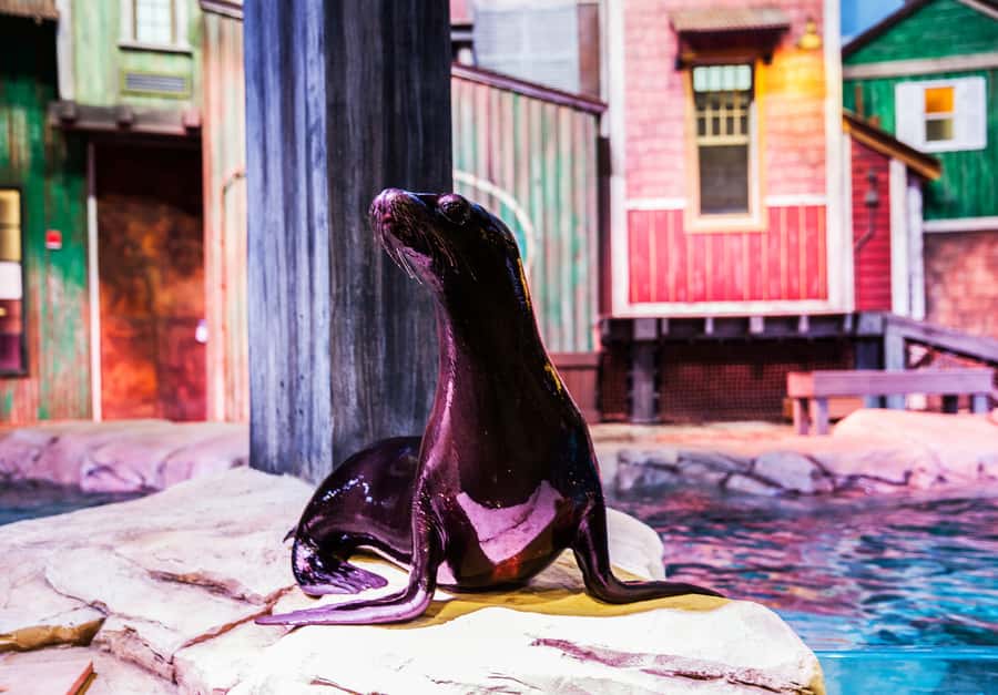 Atlanta: Georgia Aquarium Skip-the-Box-Office Entry Ticket - Who will enjoy this aquarium most?