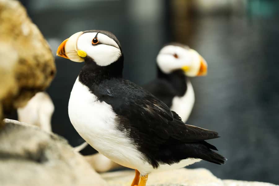 Atlanta: Georgia Aquarium Skip-the-Box-Office Entry Ticket - Accessibility and practical family details