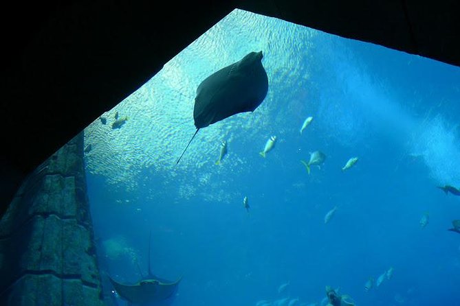 Atlantis Lost-Chamber Aquarium Dubai - Following the underwater halls