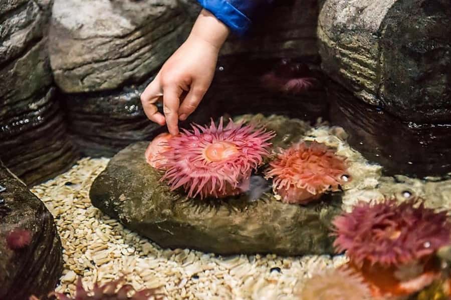Auburn Hills: Legoland and Sea Life Aquarium Combo Ticket - Key points to know before you go