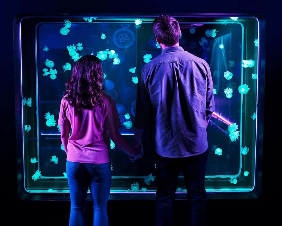 Auburn Hills: Legoland and Sea Life Aquarium Combo Ticket - Parking, arrival, and accessibility