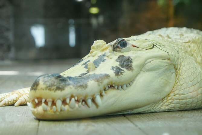 Audubon Aquarium and Insectarium Ticket - A convenient French Quarter companion