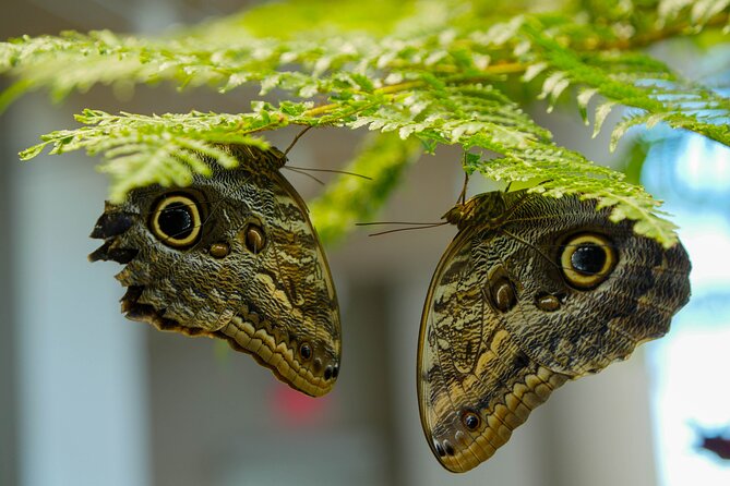 Audubon Aquarium and Insectarium Ticket - The Amazon Rainforest gallery