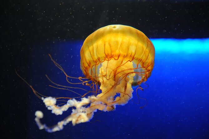 Audubon Aquarium and Insectarium Ticket - The Insectarium and butterfly garden