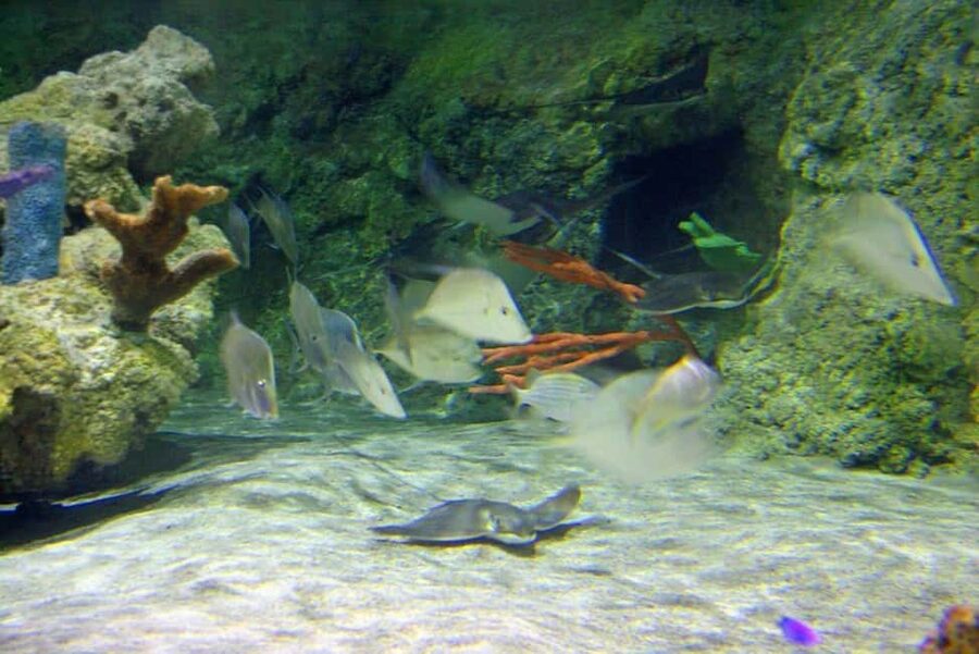 Austin Aquarium Entry Ticket - Octopus encounters and behind-the-scenes access