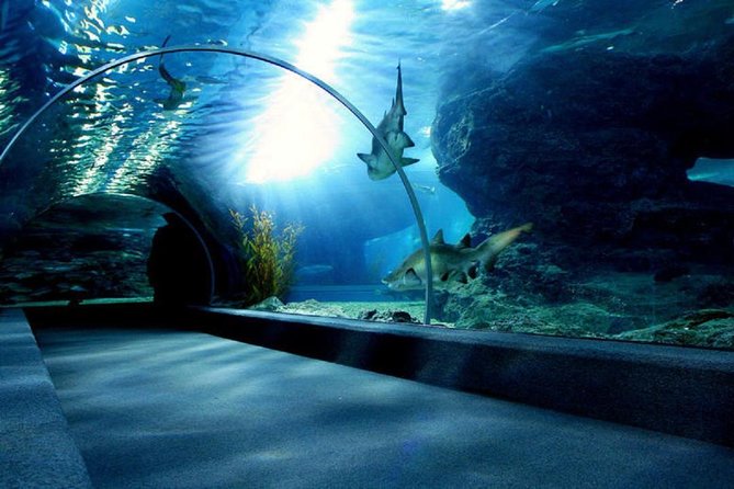 Bangkok SEA LIFE & Madame Tussauds Combo with Hotel Transfers - Is $95.71 a Fair Price?
