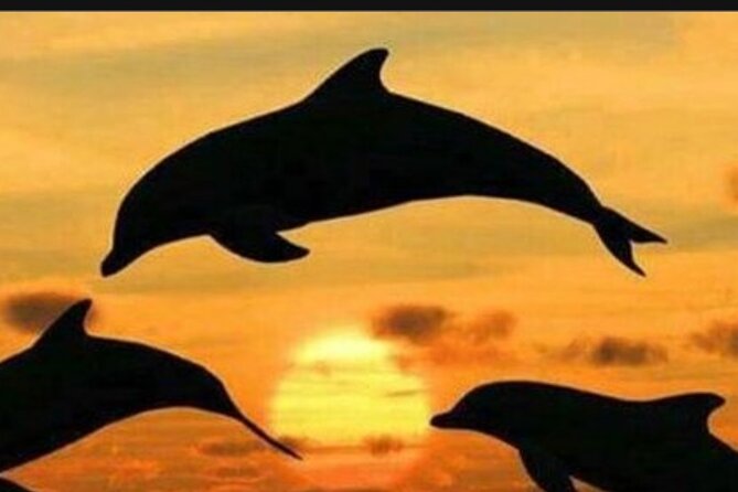 Baraka Aquarium and Dolphin Sightseeing with Sunset Cruise - Three Zanzibar experiences in one long day