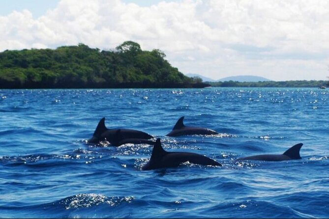 Baraka Aquarium and Dolphin Sightseeing with Sunset Cruise - Is $115 a fair price?