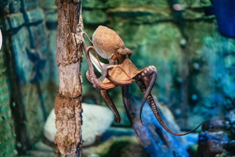 Barcelona Aquarium: Entry Ticket - Walking beneath sharks in the 80 metre Oceanarium