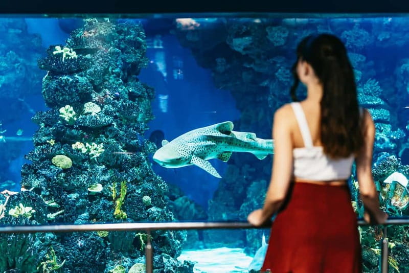 Barcelona Aquarium: Entry Ticket - Penguins, rays, and the parts children remember