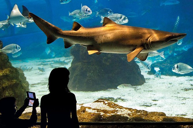 Barcelona Aquarium Skip the Line Ticket - Arriving at Port Vell and entering the aquarium