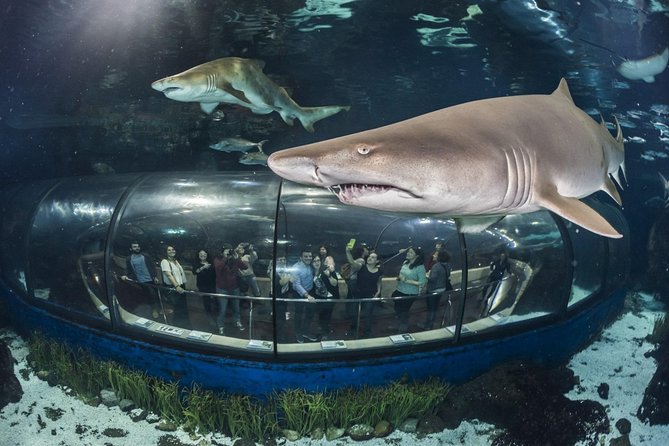 Barcelona City Tour Hop-On Hop-Off and Aquarium - What the ticket really gives you