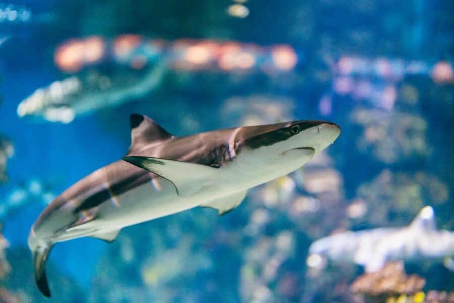 Barcelona: Hop-On Hop-Off Bus & Aquarium Tour - Who will get the most from this experience