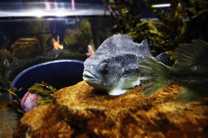Beluga and Puffin Sanctuary Visitor Centre with Aquarium - Key points to know before you go