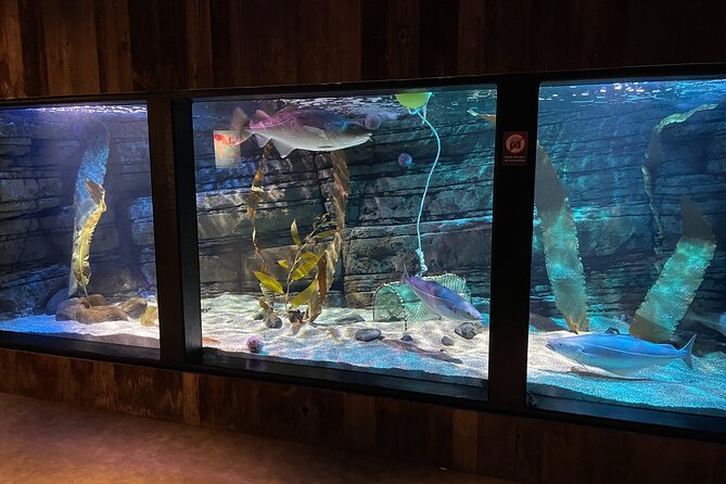 Beluga and Puffin Sanctuary Visitor Centre with Aquarium - Value, expectations, and the mixed score