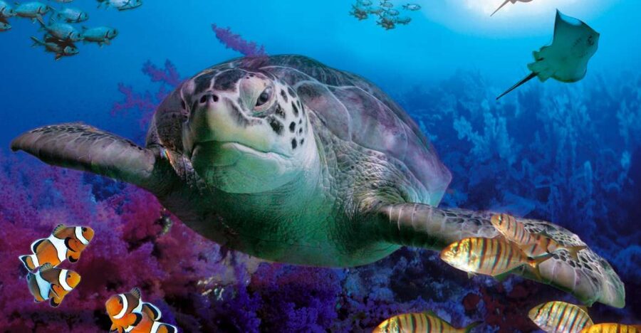 Benalmadena Aquarium Visit - Arriving at SEA LIFE Benalmádena