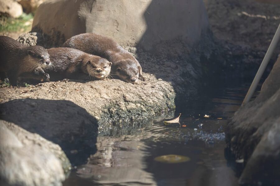 Benalmadena Aquarium Visit - How long should you allow?