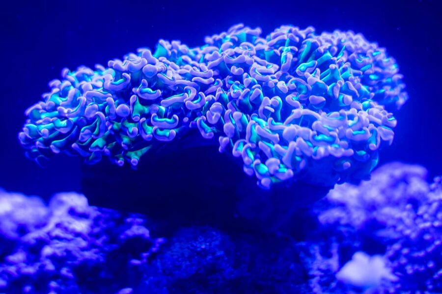 Benalmadena Aquarium Visit - Is $25 good value?