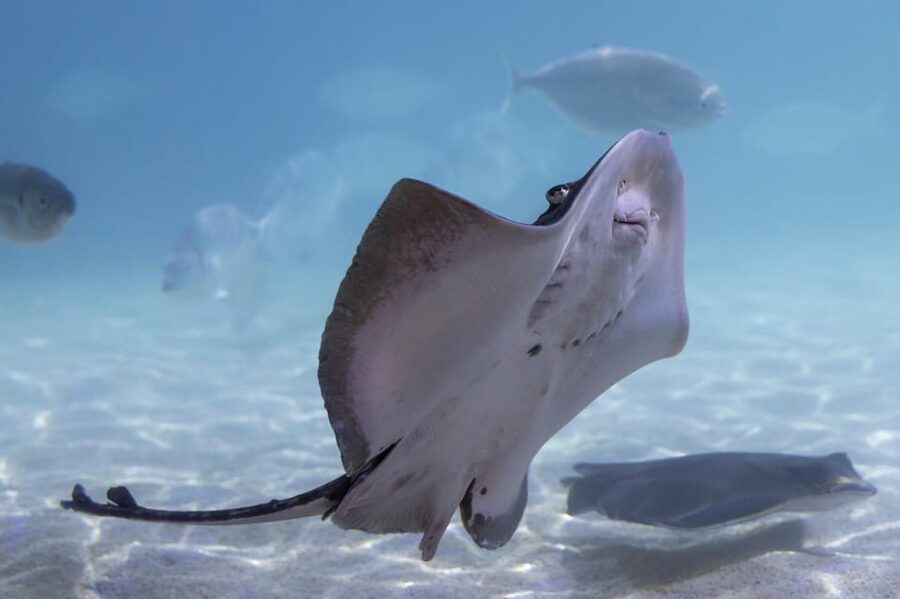 Benalmadena Aquarium Visit - Who will enjoy it most?