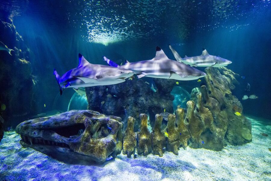 Benalmádena: Sea Life Benalmádena Premium Entry Ticket - Key points to know before you go