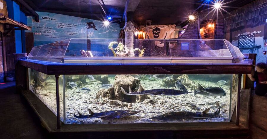 Benalmádena: Sea Life Benalmádena Premium Entry Ticket - Touch pools make the visit more active