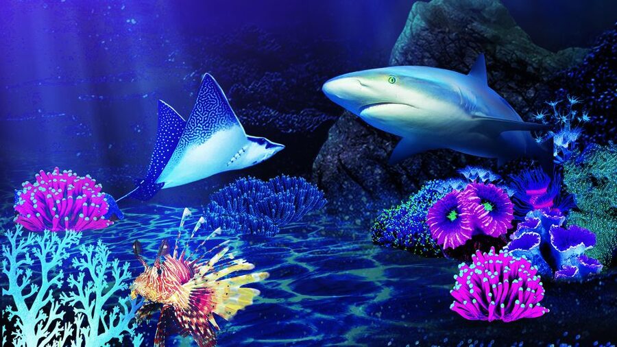 Benalmádena: Sea Life Benalmádena Premium Entry Ticket - Feeds, quiz trails, and short talks
