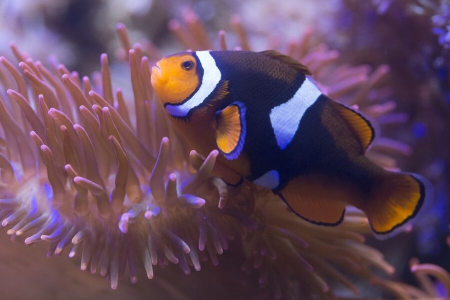 Benalmádena: Sea Life Benalmádena Premium Entry Ticket - How the premium ticket changes your day