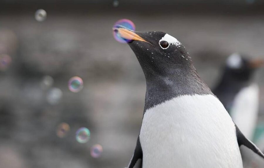 Bergen: Bergen Aquarium Entry Ticket - What the Bergen Aquarium visit is really like