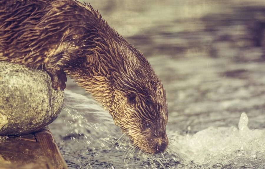 Bergen: Bergen Aquarium Entry Ticket - Starting with penguins, sea lions, and familiar favorites