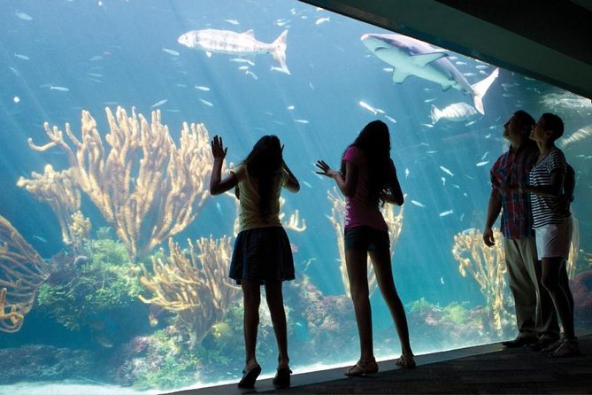 Bermuda Aquarium and Crystal Caves Admission - Should you book the Bermuda Aquarium and Crystal Caves tour?