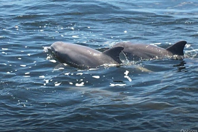 Big Fun Dolphin Cruise & Sealife Experiece ORANGE BEACH ALABAMA - Key things to know before booking