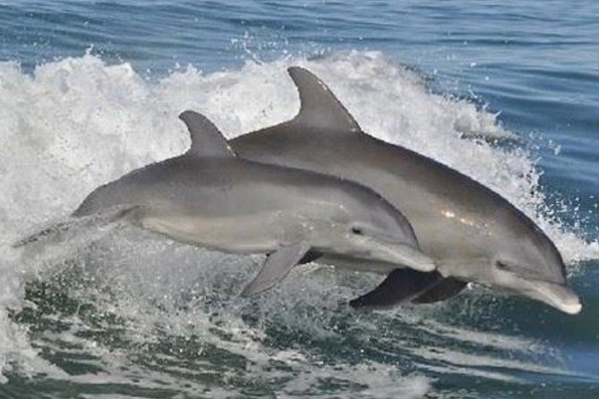 Big Fun Dolphin Cruise & Sealife Experiece ORANGE BEACH ALABAMA - Hunting for dolphins in Orange Beach