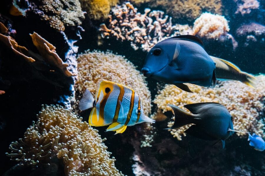 Bioparc Aquarium of Gijon Entry Ticket - Practical points before you book