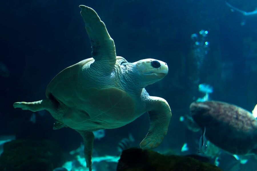 Bioparc Aquarium of Gijon Entry Ticket - Turtles, fish, and the smaller residents