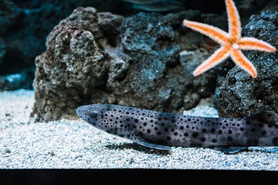 Bioparc Aquarium of Gijon Entry Ticket - The touch pools add a hands-on moment
