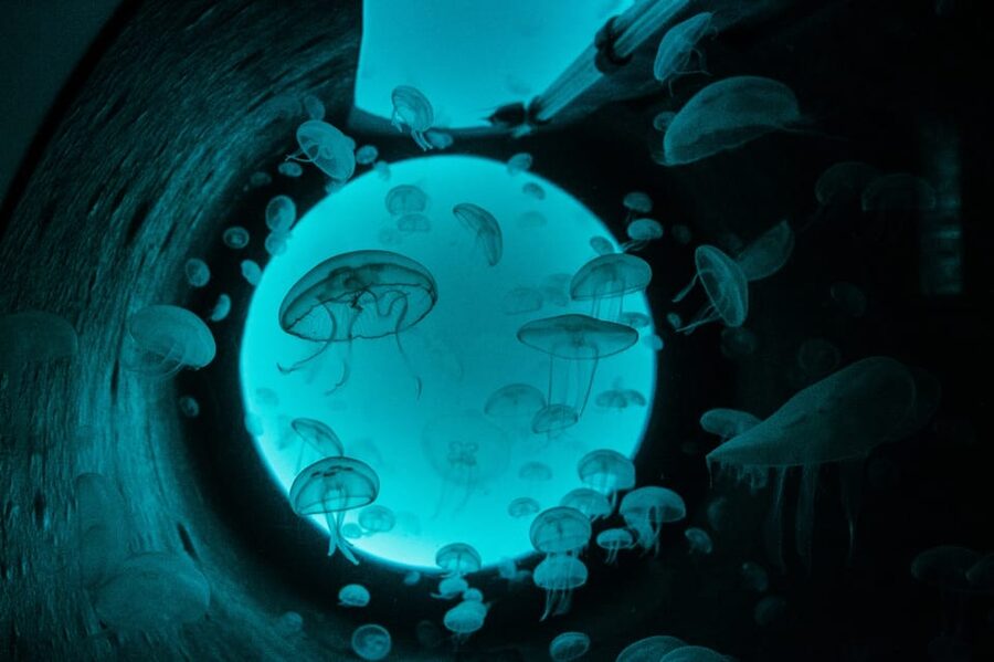 Bioparc Aquarium of Gijon Entry Ticket - How much time should you allow?