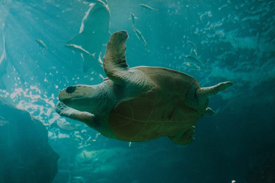 Bioparc Aquarium of Gijon Entry Ticket - Is the $24 ticket good value?