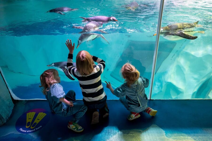Birmingham: Cadbury World + SEA LIFE + LEGOLAND Discovery - SEA LIFE Birmingham: sea otters and the Ocean Tunnel