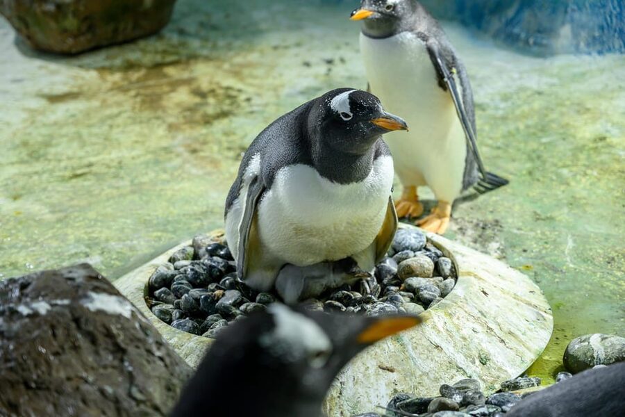 Birmingham: Cadbury World + SEA LIFE + LEGOLAND Discovery - Price, flexibility, and practical value