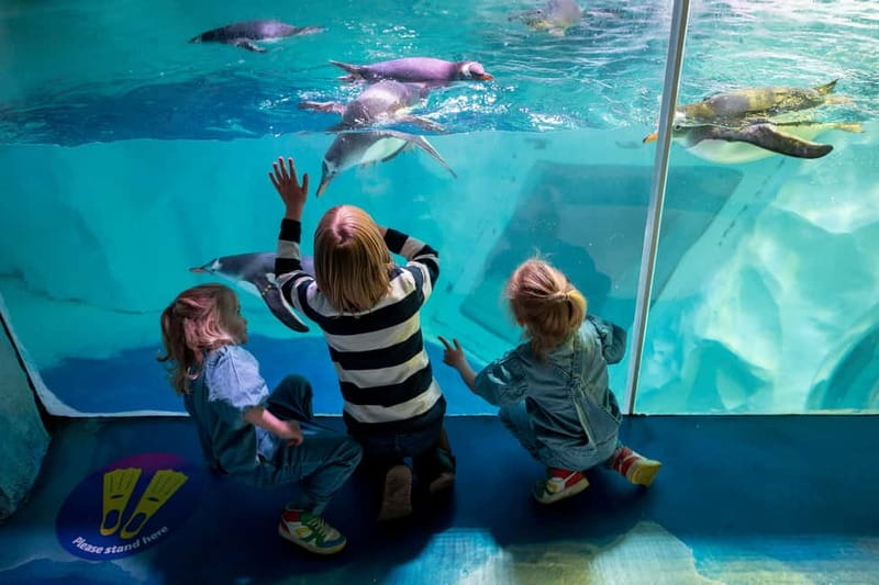 Birmingham: National Sea Life Centre Entrance Ticket - Key things to know before you go