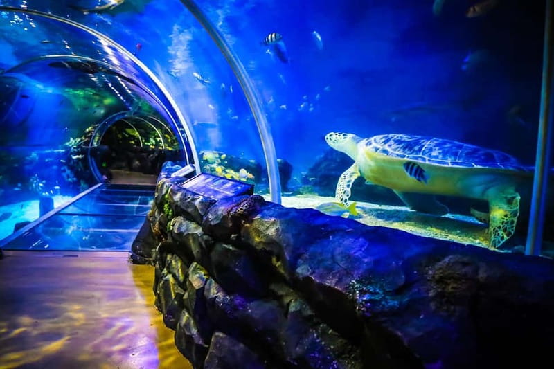 Birmingham: National Sea Life Centre Entrance Ticket - Should you book the National Sea Life Centre Birmingham?