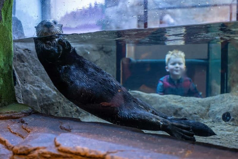 Birmingham: National Sea Life Centre Entrance Ticket - Starting at Birmingham’s canal-side aquarium